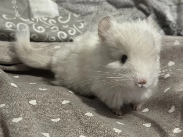 Cucciolo Cincill Angora | Foto 2