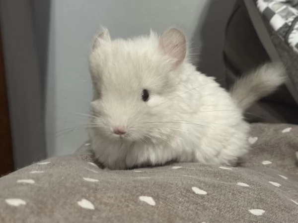 Cucciolo Cincill Angora | Foto 1