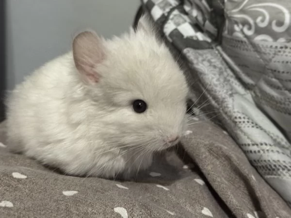Cucciolo Cincill Angora