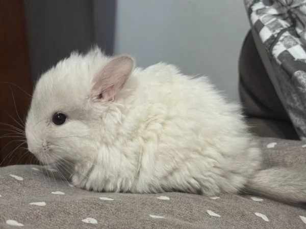 Cucciolo Cincill Angora | Foto 0