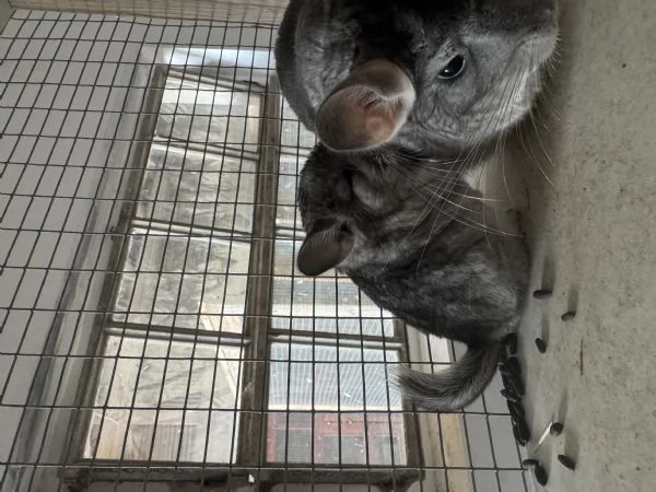  Cucciola Cincillagrave  | Foto 4