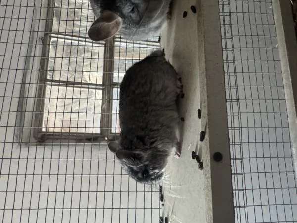  Cucciola Cincillagrave  | Foto 3