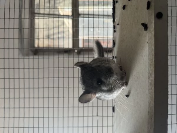  Cucciola Cincillagrave  | Foto 2