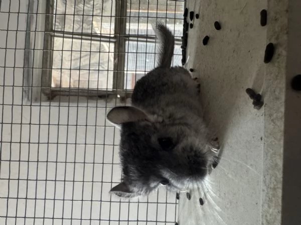  Cucciola Cincillagrave  | Foto 1