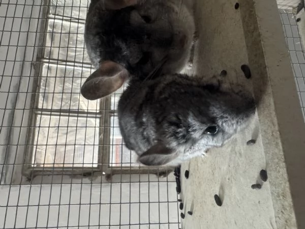  Cucciola Cincillagrave 