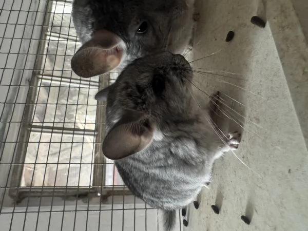  Cucciola Cincillagrave  | Foto 0