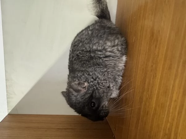 Cucciolo Cincillagrave TOV | Foto 2