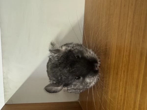 Cucciolo Cincillagrave TOV | Foto 1