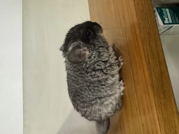 Cucciolo Cincillagrave TOV | Foto 0