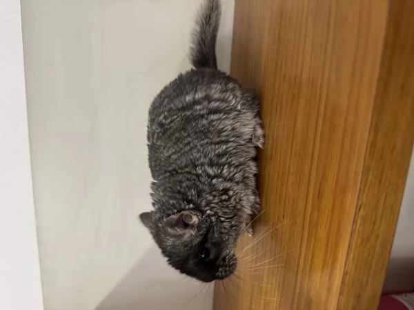 Cucciolo Cincillagrave TOV