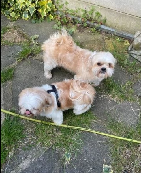 2 cucciola Shihtzu e  cercano una adozione che sia per sempre  | Foto 1