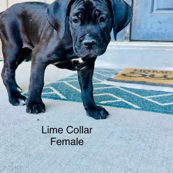 Cane corso cuccioli | Foto 1