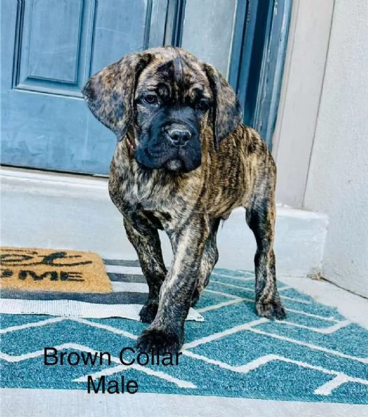 Cane corso cuccioli | Foto 0