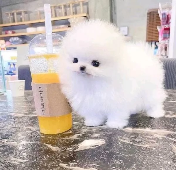 Cucciolo di Pomerania bianco inestimabile in adozione