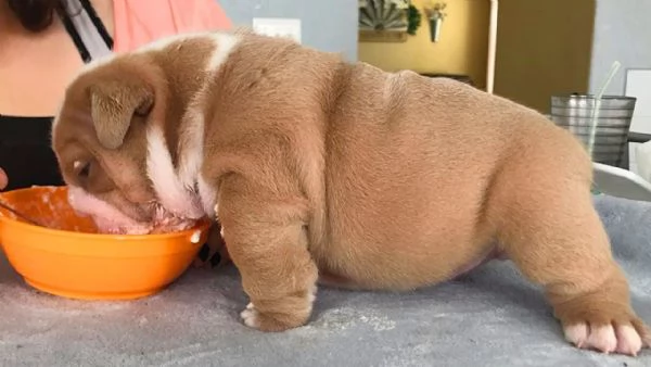 Cuccioli di bulldog inglese | Foto 1