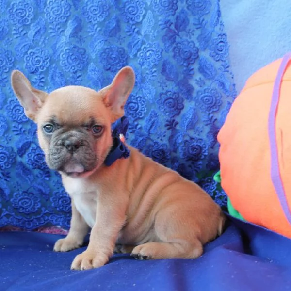 Cuccioli di bulldog francese