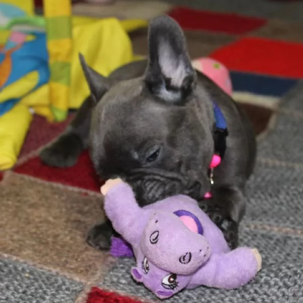 Cuccioli Bulldog Francese | Foto 1