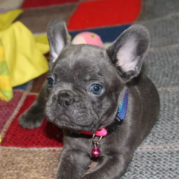 Cuccioli Bulldog Francese | Foto 0