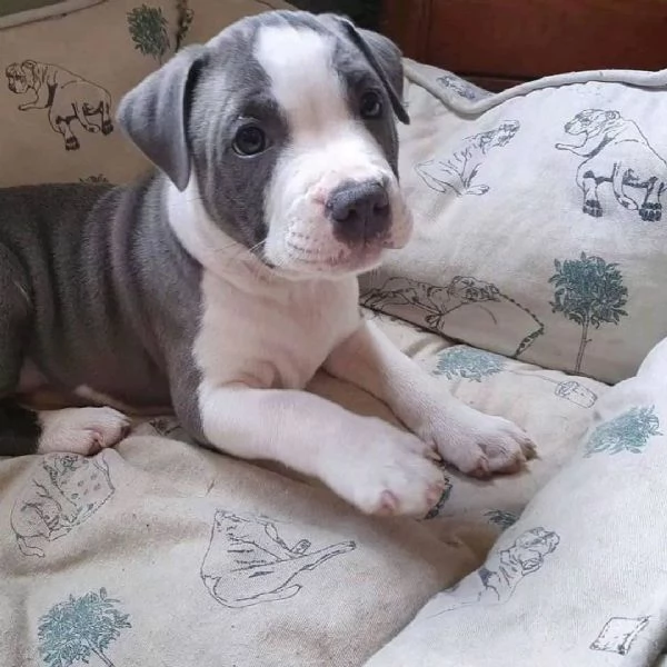 cuccioli di pitbull in adozione  | Foto 0