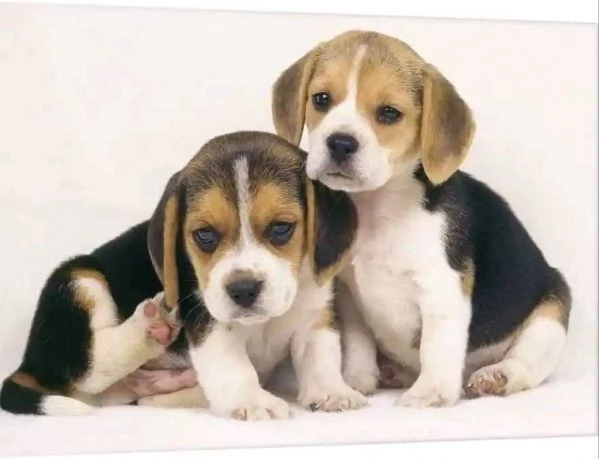 Beagle  Beagle maschi e femmine