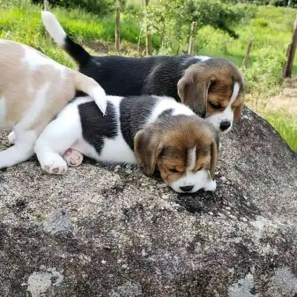 Beagle  Beagle maschi e femmine | Foto 0