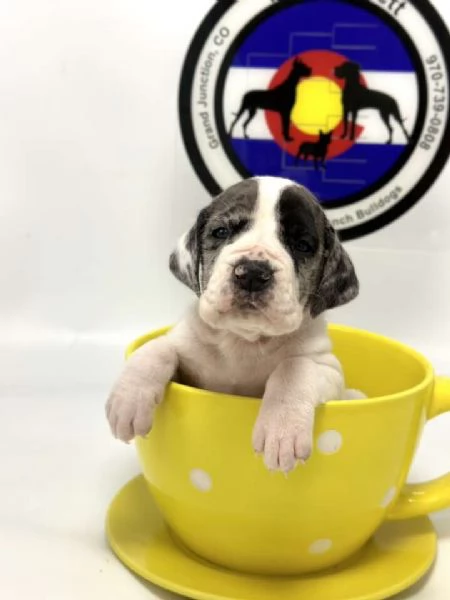 Alano cuccioli