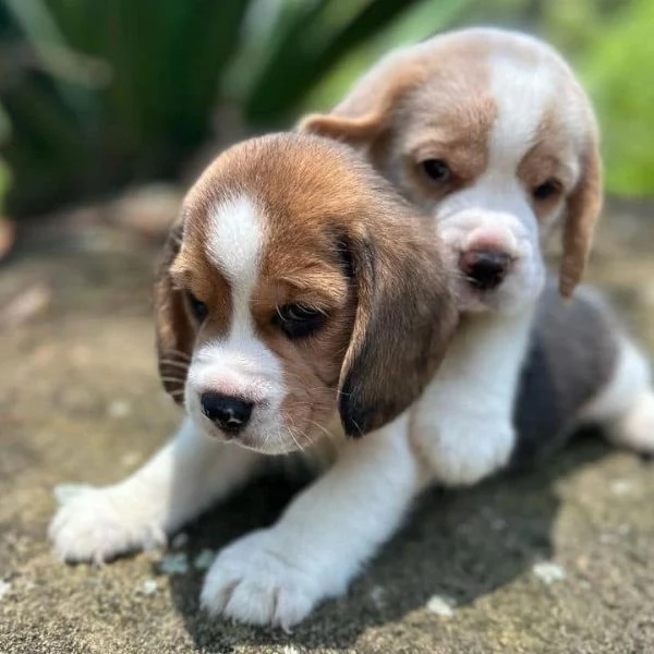 Dolci cuccioli di Beagle maschi e femmine