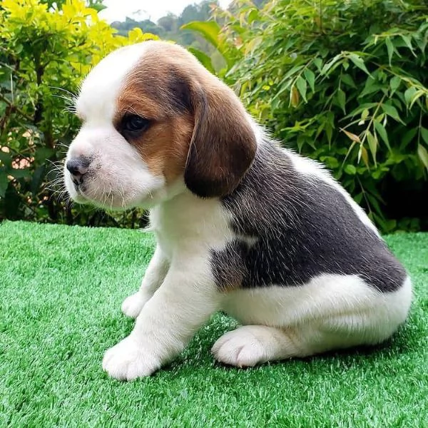 Due cuccioli di Beagle | Foto 0