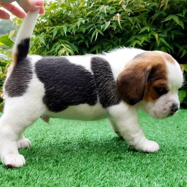 Due cuccioli di Beagle