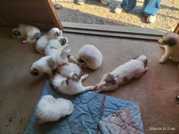 Cane da montagna dei pirenei  | Foto 3
