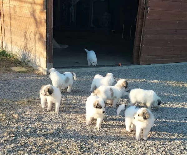 Cane da montagna dei pirenei  | Foto 1