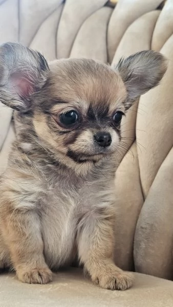 Cuccioli di chihuahua  | Foto 4