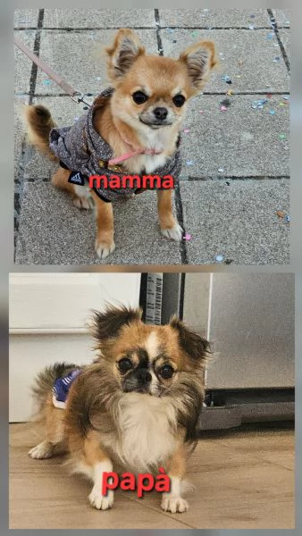 Cuccioli di chihuahua  | Foto 2