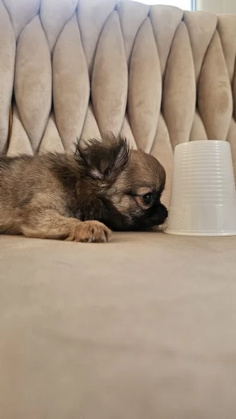 Cuccioli di chihuahua  | Foto 1