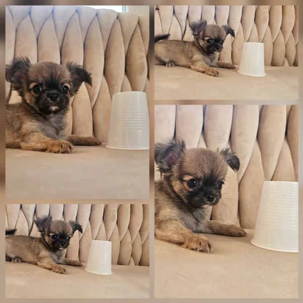 Cuccioli di chihuahua  | Foto 0