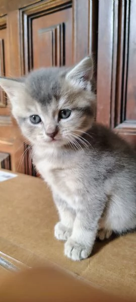 Gattini British 