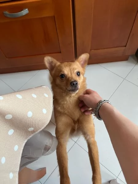 Il piccolo Tyson | Foto 3