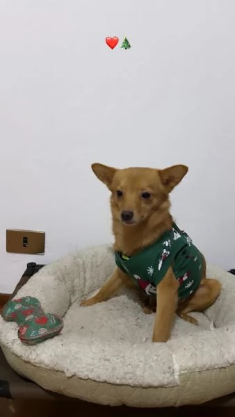 Il piccolo Tyson