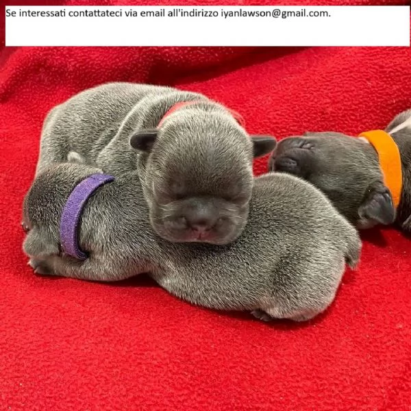 Cuccioli di bulldog francese