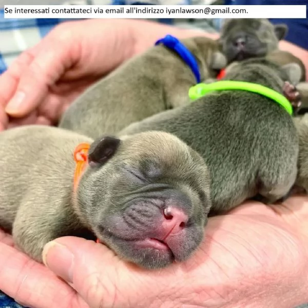 Cucciolo di bulldog francese