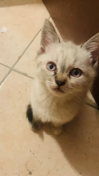Gattino in regalo 