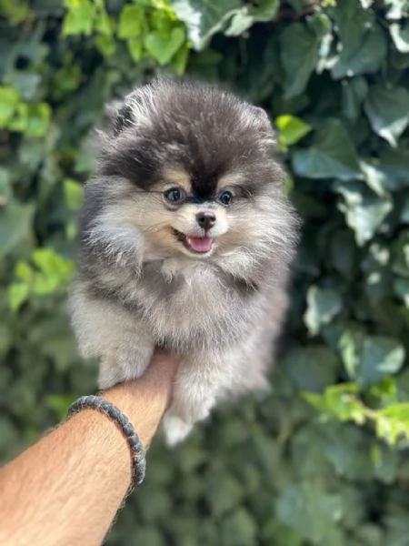 Cuccioli di Pomerania Spitz | Foto 6
