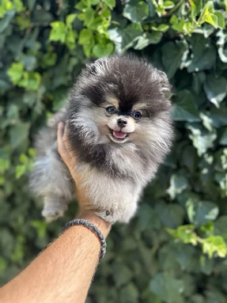 Cuccioli di Pomerania Spitz | Foto 5