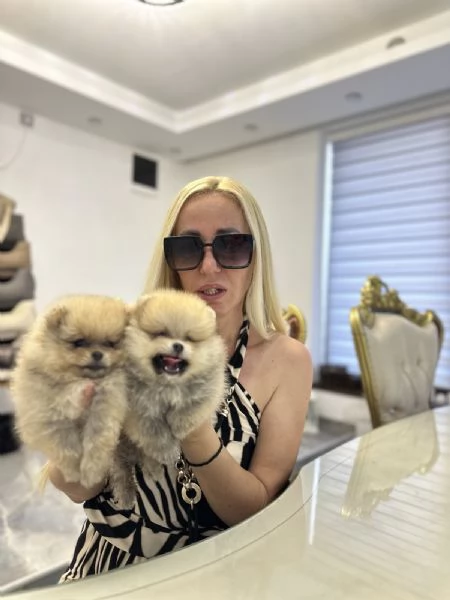 Cuccioli di Pomerania Spitz | Foto 4