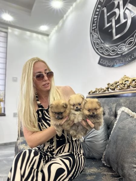Cuccioli di Pomerania Spitz | Foto 3