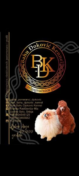 Cuccioli di Pomerania Spitz | Foto 1