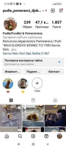 Cuccioli di Pomerania Spitz | Foto 0