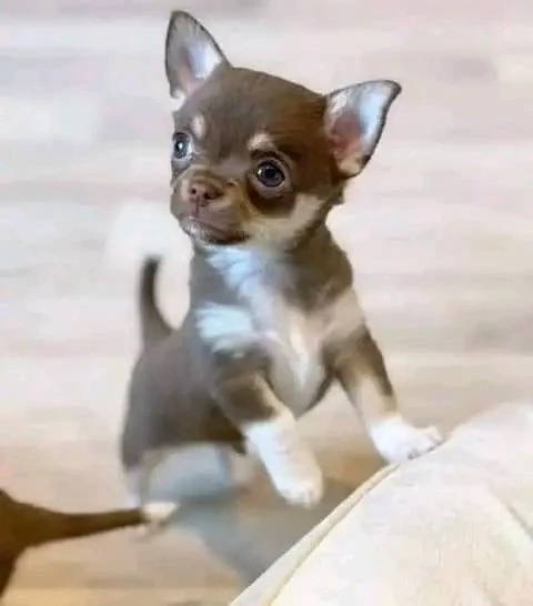 Adorabili cuccioli di Chihuahua maschi e femmine disponibili di 10 settimane vaccinati e pronti per  | Foto 6