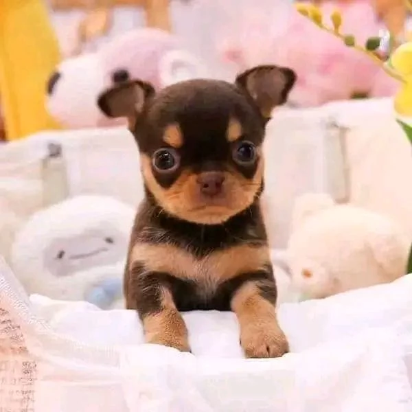 Adorabili cuccioli di Chihuahua maschi e femmine disponibili di 10 settimane vaccinati e pronti per  | Foto 5