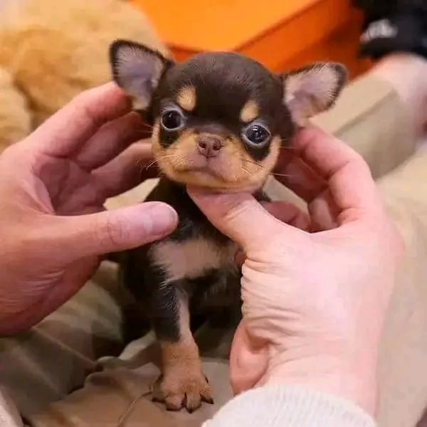 Adorabili cuccioli di Chihuahua maschi e femmine disponibili di 10 settimane vaccinati e pronti per  | Foto 4